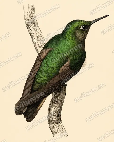Ilustración en Lámina antigua: Boissonneaua flavescens (Colibrí colihabano)