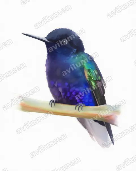 Ilustración en Acuarela: Boissonneaua jardini (Colibrí sietecolores​)