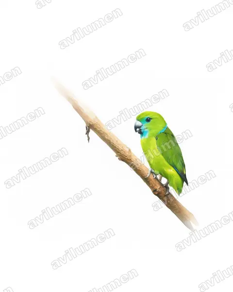 Illustration im Stil Aquarell: Stummelschwanzpapagei (Bolbopsittacus lunulatus)