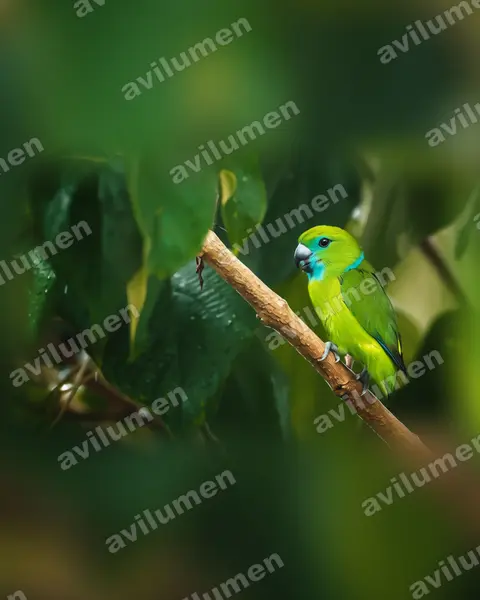Illustration im Stil Realistisch: Stummelschwanzpapagei (Bolbopsittacus lunulatus)
