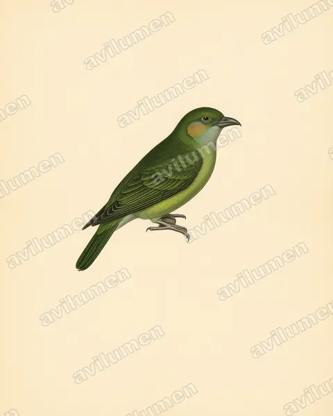 Ilustración en Lámina antigua: Bolborhynchus lineola (Bolborhynchus lineola)