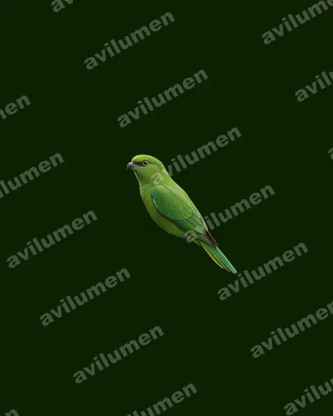 Ilustración en Realista: Bolborhynchus lineola (Bolborhynchus lineola)