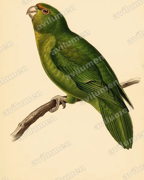 Illustration im Stil Historische Tafel: Andensittich (Bolborhynchus orbygnesius)