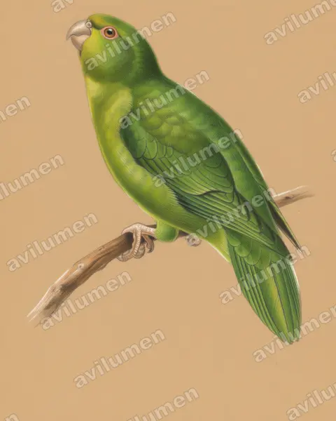 Illustration im Stil Buntstift: Andensittich (Bolborhynchus orbygnesius)