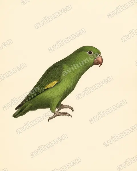 Illustration im Stil Historische Tafel: Kanarienflügelsittich (Brotogeris chiriri)