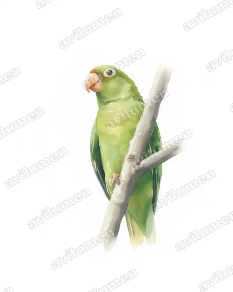 Watercolor illustration: Brotogeris chrysoptera (Golden-winged Parakeet)