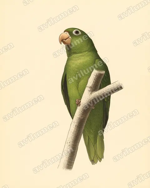 Vintage plate illustration: Brotogeris chrysoptera (Golden-winged Parakeet)