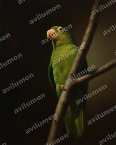 Oil illustration: Brotogeris chrysoptera (Golden-winged Parakeet)