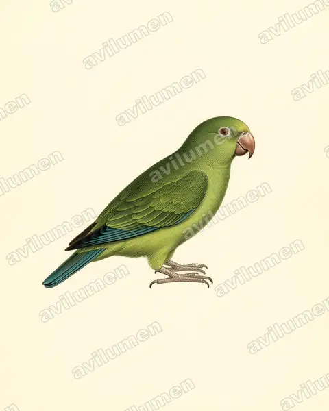 Illustration im Stil Historische Tafel: Blauflügelsittich (Brotogeris cyanoptera)