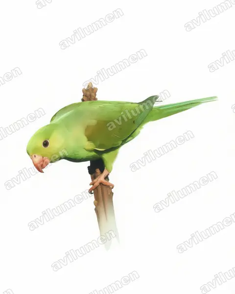 Watercolor illustration: Brotogeris tirica (Plain Parakeet)