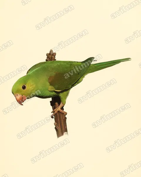 Vintage plate illustration: Brotogeris tirica (Plain Parakeet)