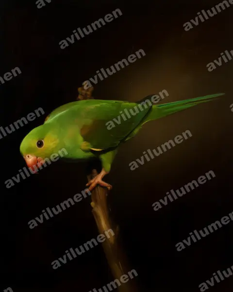 Oil illustration: Brotogeris tirica (Plain Parakeet)
