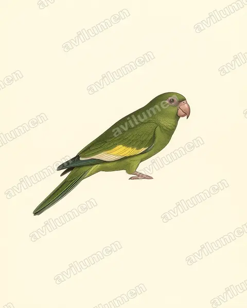 Vintage plate illustration: Brotogeris versicolurus (White-winged Parakeet)
