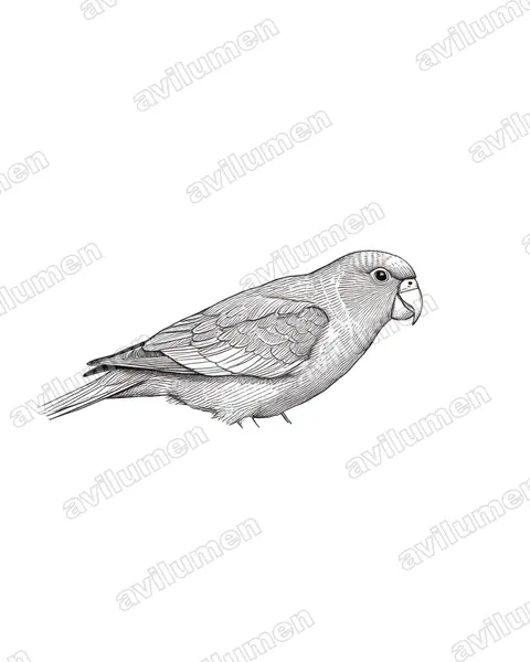Ink illustration: Brotogeris versicolurus (White-winged Parakeet)