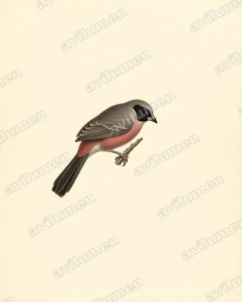 Vintage plate illustration: Brunhilda charmosyna (Black-cheeked Waxbill)