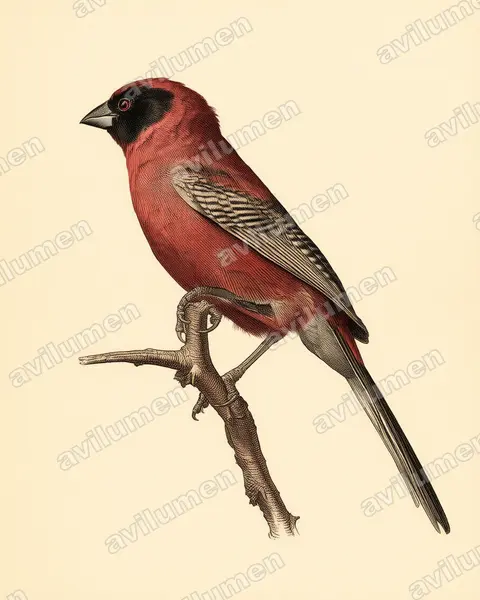 Vintage plate illustration: Brunhilda erythronotos (Black-faced Waxbill)