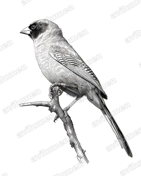 Ink illustration: Brunhilda erythronotos (Black-faced Waxbill)