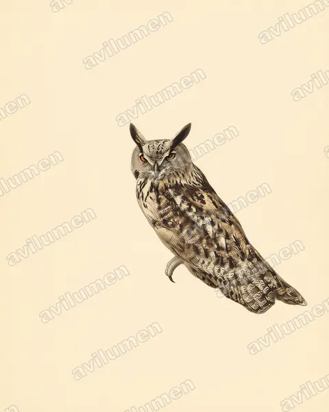 Ilustración en Lámina antigua: Bubo bubo (Búho real​)