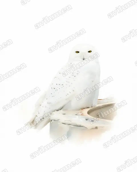 Illustration im Stil Aquarell: Schnee-Eule (Bubo scandiacus)