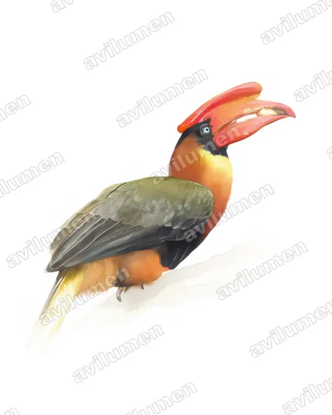 北棕犀鳥（Buceros hydrocorax）的水彩插画