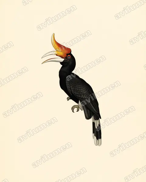 Illustration Planche ancienne : Buceros rhinoceros (Calao rhinocéros)