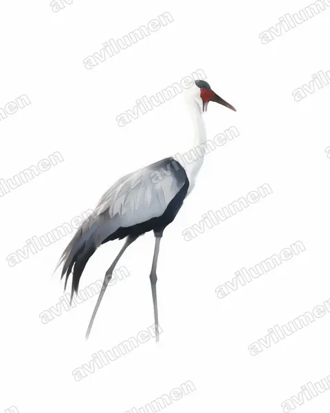 Watercolor illustration: Bugeranus carunculatus (Wattled Crane)