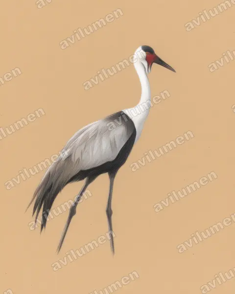 Colored pencil illustration: Bugeranus carunculatus (Wattled Crane)