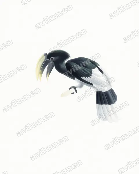 Watercolor illustration: Bycanistes albotibialis (White-thighed Hornbill)