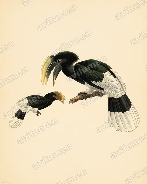 Vintage plate illustration: Bycanistes albotibialis (White-thighed Hornbill)