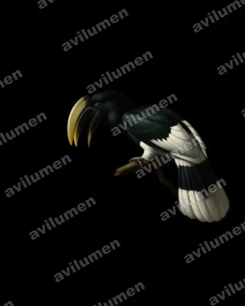 Oil illustration: Bycanistes albotibialis (White-thighed Hornbill)