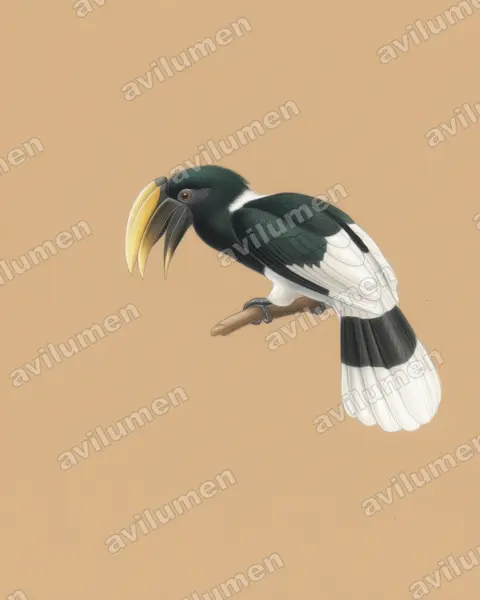 Colored pencil illustration: Bycanistes albotibialis (White-thighed Hornbill)