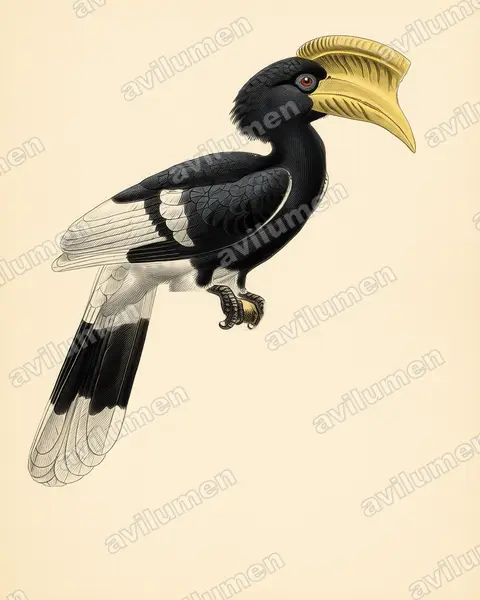 Ilustración en Lámina antigua: Bycanistes cylindricus (Cálao caripardo)