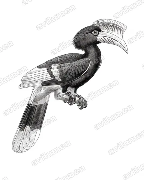 Ilustración en Tinta: Bycanistes cylindricus (Cálao caripardo)