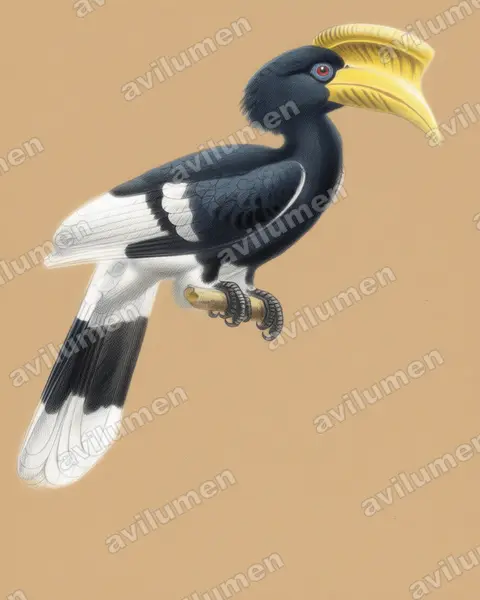 Ilustración en Lápiz de color: Bycanistes cylindricus (Cálao caripardo)