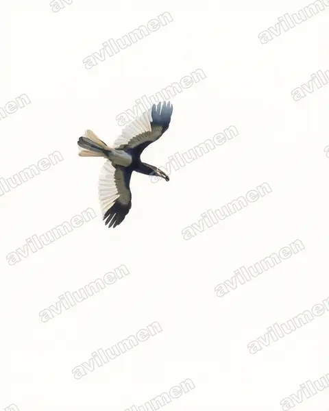 Piping Hornbill（Bycanistes fistulator）的水彩插画