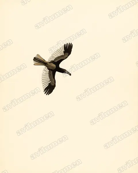 Piping Hornbill（Bycanistes fistulator）的古典图版插画