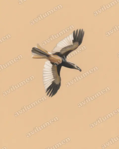 Piping Hornbill（Bycanistes fistulator）的彩色铅笔插画