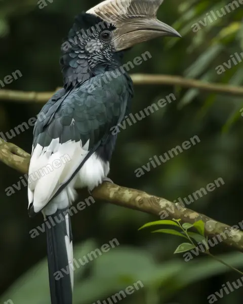 Illustration im Stil Realistisch: Grauwangen-Hornvogel (Bycanistes subcylindricus)