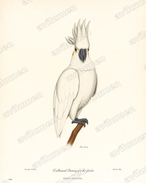 大白凤头鹦鹉（Cacatua alba）的古典图版插画