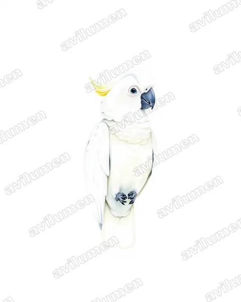 Ilustración en Acuarela: Cacatua ducorpsii (Cacatúa de las Salomón)