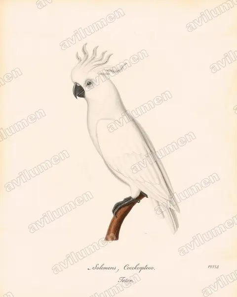 Ilustración en Lámina antigua: Cacatua ducorpsii (Cacatúa de las Salomón)