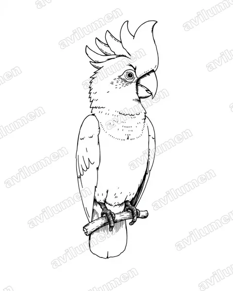 Ilustración en Tinta: Cacatua ducorpsii (Cacatúa de las Salomón)