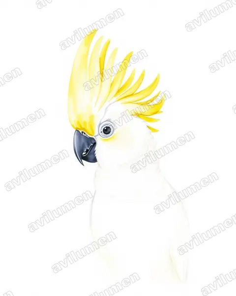 Ilustración en Acuarela: Cacatua galerita (Cacatua galeria)