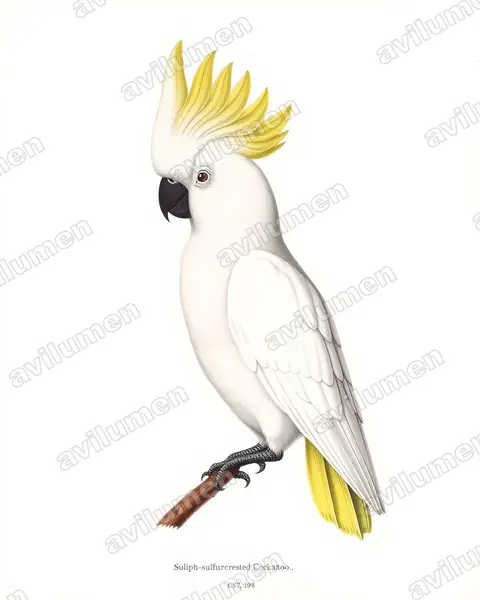 Ilustración en Lámina antigua: Cacatua galerita (Cacatua galeria)