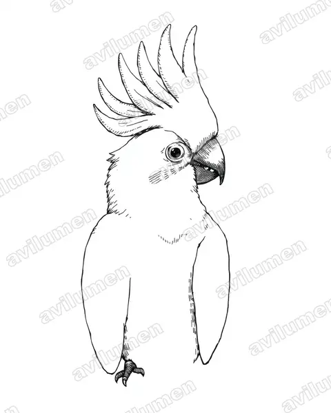 Ilustración en Tinta: Cacatua galerita (Cacatua galeria)