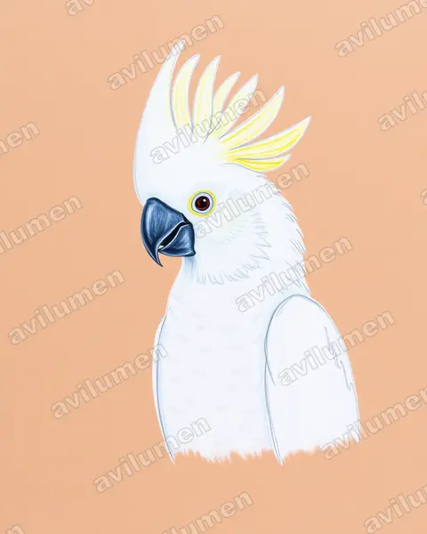 Ilustración en Lápiz de color: Cacatua galerita (Cacatua galeria)