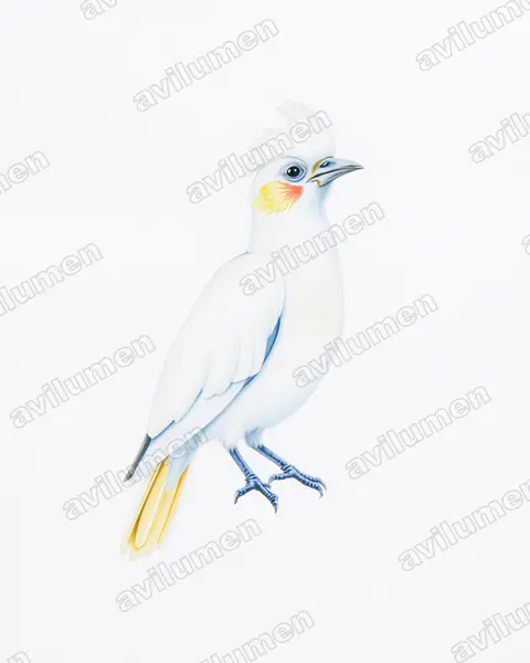 Ilustración en Acuarela: Cacatua goffiniana (Cacatúa de las Tanimbar)
