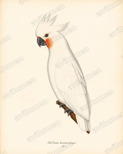 Ilustración en Lámina antigua: Cacatua haematuropygia (Cacatúa filipina)