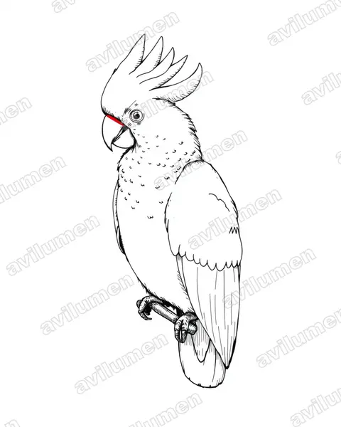 Ilustración en Tinta: Cacatua haematuropygia (Cacatúa filipina)