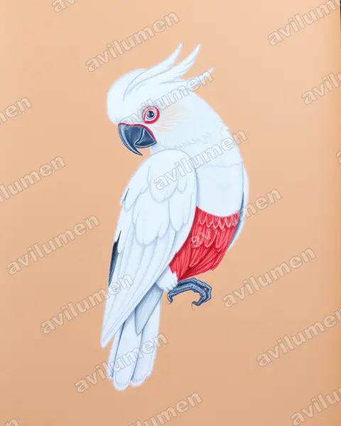 Ilustración en Lápiz de color: Cacatua haematuropygia (Cacatúa filipina)